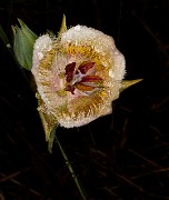 Calochortus coxii- Cox's Mariposa Lily 17-7640